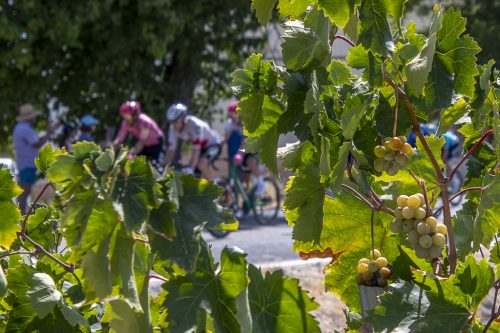 Ciclismo entre viñedos 1A